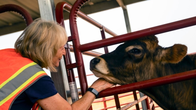 As wildfires rage in US, volunteers save animals with warm hearts and cool heads