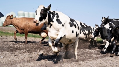 Cows, Pigs Face Carbon Tax in Denmark