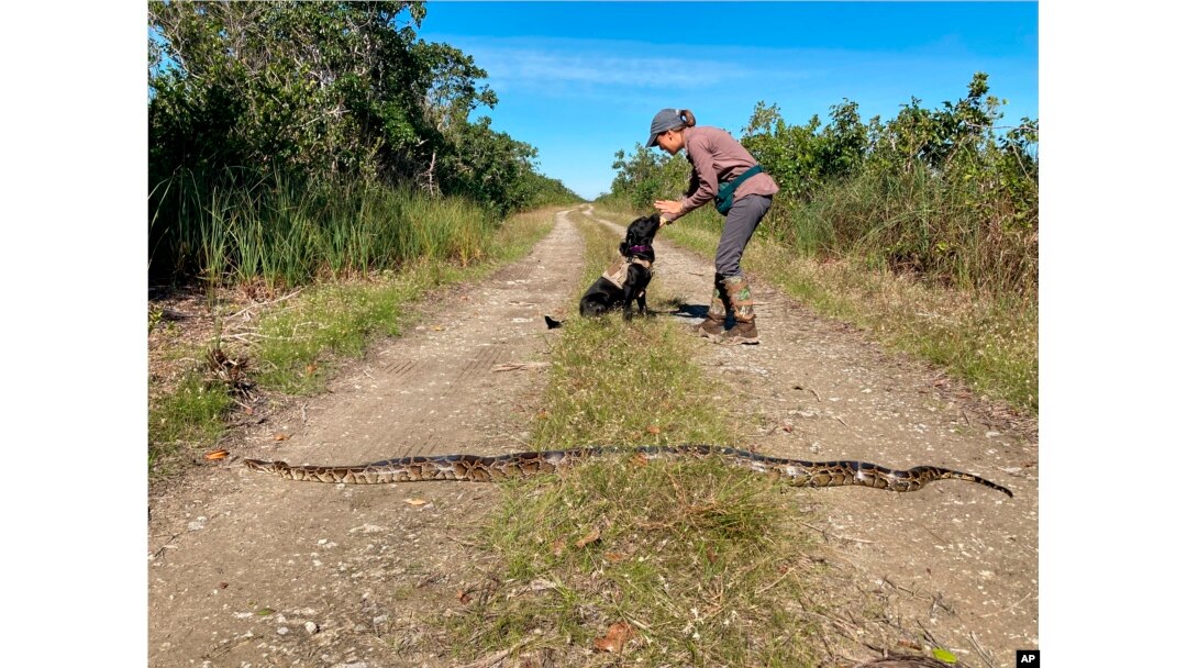 Piton dugačak 2,5 metra, kojeg je pronašao pas tragač Truman, fotografisan u okrugu Miami-Dade na Floridi, 8. decembra 2020. godine.