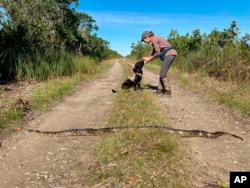 Piton dugačak 2,5 metra, kojeg je pronašao pas tragač Truman, fotografisan u okrugu Miami-Dade na Floridi, 8. decembra 2020. godine.