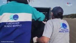 Արգենտինայում պլաստիկ թափոնների հետևանքով կտրվել էծովառյուծի պարանոցը-.mp4