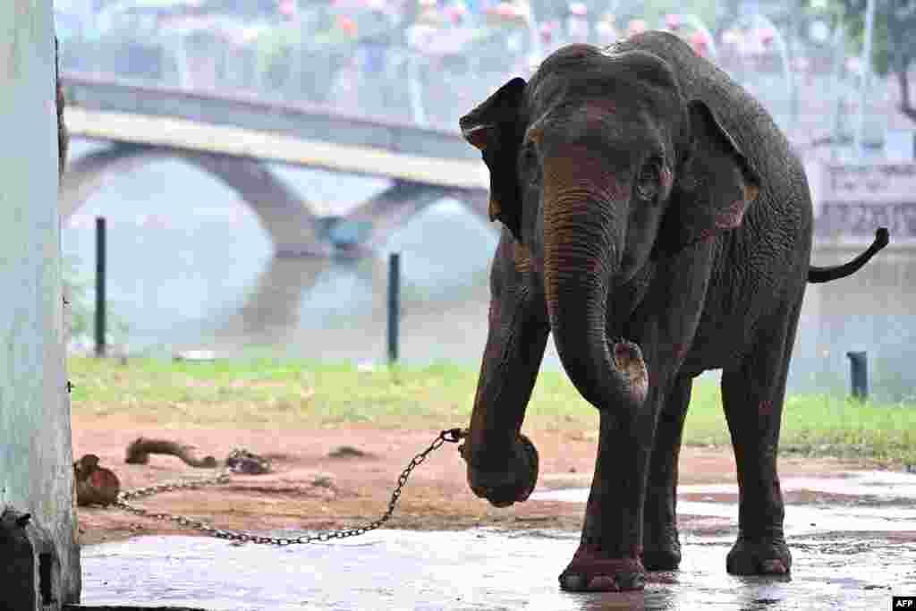 An elephant with a shackled leg is pictured at the Hanoi Zoo in Hanoi, Vietnam.&nbsp;Legs in iron chains and unable to roam freely, the treatment of two elderly elephants at the Hanoi public zoo has drawn outrage from animal lovers across Vietnam.