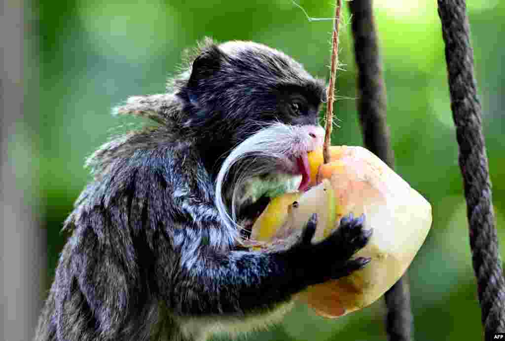 A tamarin eats frozen fruits to cool off at the Bioparco zoo during a heat wave in Rome.