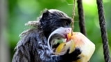 A tamarin eats frozen fruits to cool off at the Bioparco zoo during a heat wave in Rome.