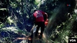 La imagen de un hombre cortando un enorme árbol para leña.