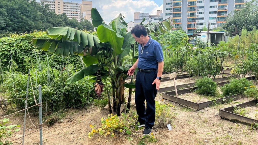 In Warmer Weather, South Korean Farmers Try Growing Bananas