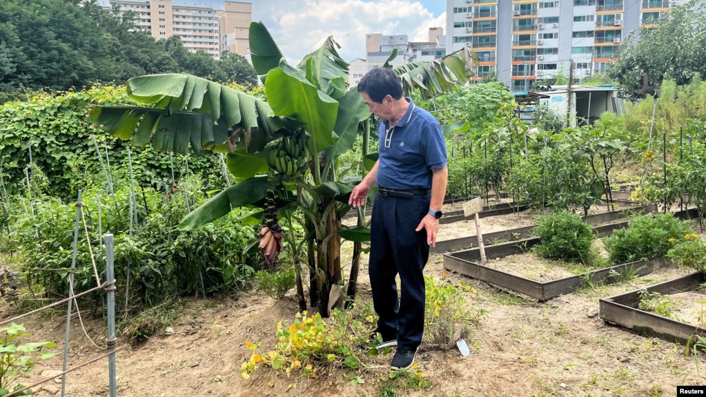 South Korean farmer, Ma Myung-sun, stands next to a banana tree at his community farm in Seoul, South Korea, July 31, 2024. (REUTERS/Minwoo Park)