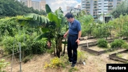 South Korean farmer, Ma Myung-sun, stands next to a banana tree at his community farm in Seoul, South Korea, July 31, 2024. (REUTERS/Minwoo Park)