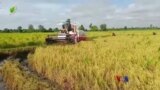 စက်သုံးဆီမရလို့ မိုးစပါးမရိတ်နိုင် “လယ်ယာစီးပွားသတင်းများ”
