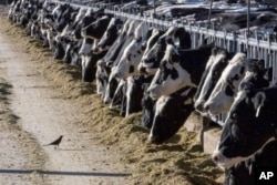 El ganado lechero se alimenta en una granja el 31 de marzo de 2017, cerca de Vado, Nuevo México. [Foto: Archivo / AP].