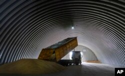 FILE - A truck unloads grain in the village of Zghurivka, Ukraine, Aug. 9, 2022.