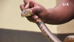 Голема смртност во Африка поради недостиг од анти-отров за каснување од змии
