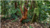 Orangutan Sumatra yang berada di ekowisata Bukit Lawang di Kabupaten Langkat, Sumatra Utara. (Foto: VOA/Anugrah Andriansyah)