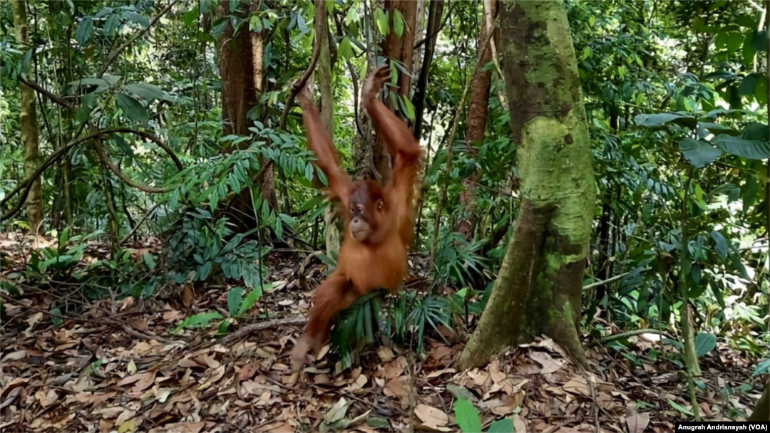 Orangutan Sumatra yang berada di ekowisata Bukit Lawang di Kabupaten Langkat, Sumatra Utara. (Foto: VOA/Anugrah Andriansyah)