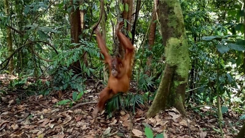Ekowisata Bukit Lawang, Ancaman atau Berkah untuk Orangutan Sumatra?