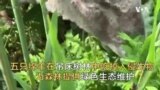 五只绵羊在吊床树林中吃掉入侵生物 为森林提供绿色生态维护