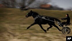 Seorang pria Bulgaria melaju dengan keretanya untuk merayakan Todorov Den (Paskah Kuda) di desa Mogila, Bulgaria, Sabtu, 12 Maret 2011. (AP/Valentina Petrova)