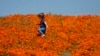 Will there be a 'superbloom' in California this year? 