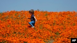 FILE - Eli Karp walks in a field of blooming poppies near the Antelope Valley California Poppy Reserve in Lancaster, California, April 10, 2023. So far, this year's flowers haven't been as vibrant as those that took over swaths of California last spring. 