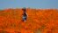 FILE - Eli Karp walks in a field of blooming poppies near the Antelope Valley California Poppy Reserve in Lancaster, California, April 10, 2023. So far, this year's flowers haven't been as vibrant as those that took over swaths of California last spring. 