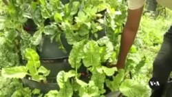 Urban Farming in Kenya Aims to Improves Food Security in Cities
