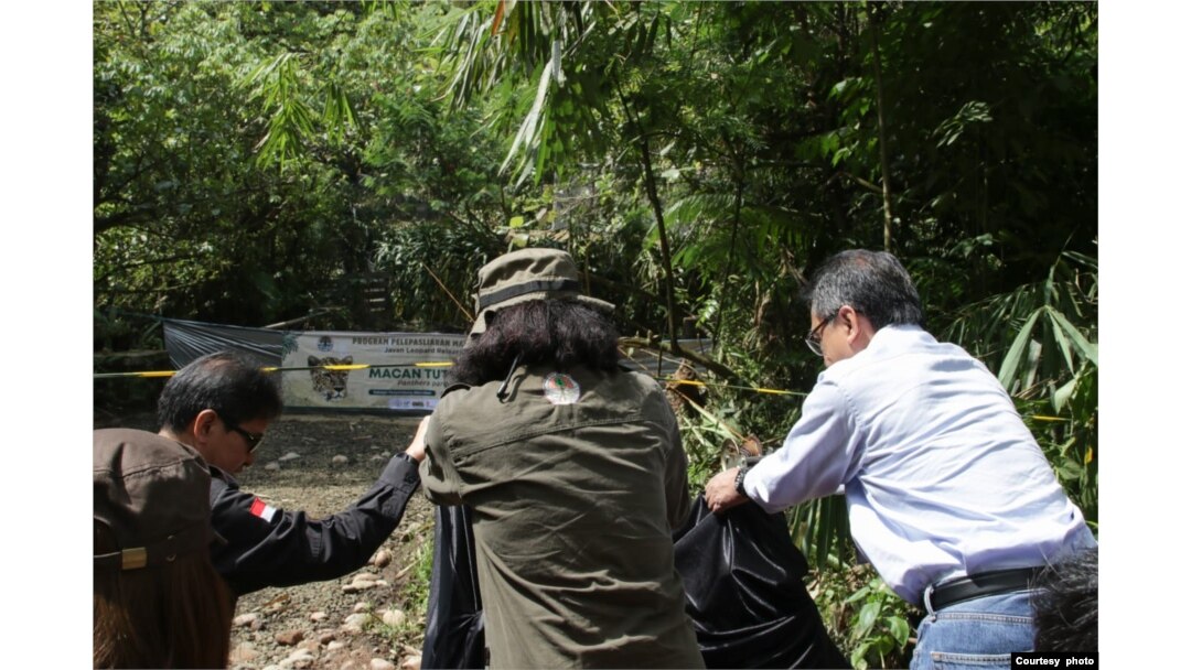 Petugas melepasliarkan Wahyu, si macan tutul Jawa, di Taman Nasional Gunung Halimun Salak, Jawa Barat, Selasa (23/5) (Courtesy: Balai Taman Nasional Gunung Halimun Salak).