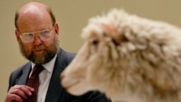 Dr. Ian Wilmut, vođa tima koji je stvorio ovcu Doli, stoji pored nje dok je izložena u Nacionalnom muzeju Škotske u Edinburgu, 9. aprila 2003. godine.