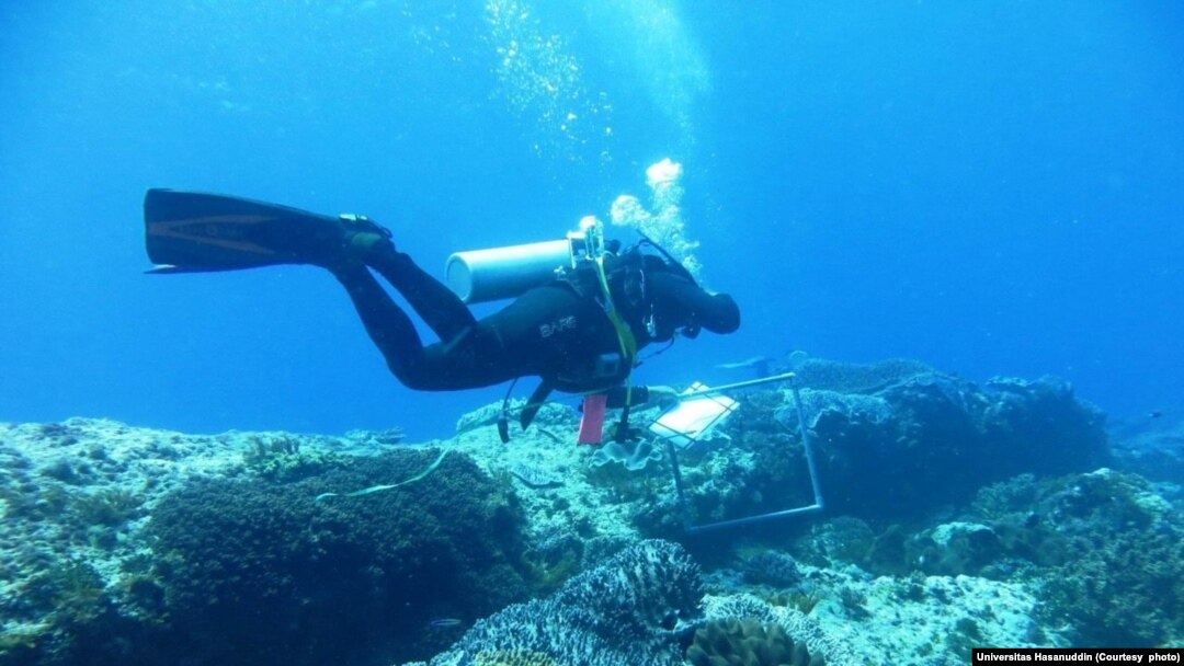 Seorang penyelam mulai kegiatan pemulihan terumbu karang yang rusak akibat penangkapan ikan menggunakan peledak atau memanen terumbu karang untuk dijual sebagai ornamen, 5 November 2014. (Foto: Universitas Hasanuddin)