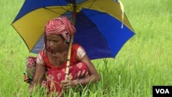 ভারতের একজন উপজাতি নারী গ্রীষ্মকালে মাঠে কাজ করছেন। 