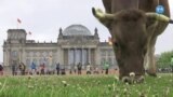 Greenpeace Alman parlamentosunun önünde inek otlattı 