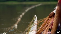 FILE - A fisherman pulls a Pirarucu fish out of San Raimundo settlement lake, Carauari, Brazil, Sept. 6, 2022.