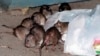 How to get rid of New York City rats without brutality? Birth control is one idea