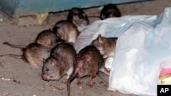 FILE - Rats swarm around garbage near a receptacle in New York, July 7, 2000. New York lawmakers are proposing rules to humanely drive down the population of rats and other rodents, eyeing contraception as one alternative to poison.