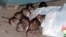 FILE - Rats swarm around garbage near a receptacle in New York, July 7, 2000. New York lawmakers are proposing rules to humanely drive down the population of rats and other rodents, eyeing contraception as one alternative to poison.