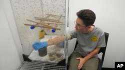 A colony of sabethes cyaneus mosquitoes feed on the blood of Ella Branham, a seasonal vector control technician at the Salt Lake City Mosquito Abatement District, in Salt Lake City, Utah, Aug. 28, 2023.