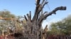 درخت انجیر معابد، جاذبه کهنسال گردشگری کیش، بعد از ۵۰۰ سال خشک شد