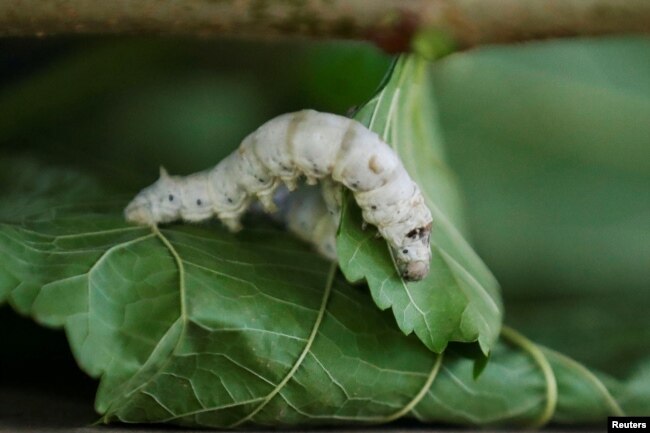 A silkworm eats mulberry leaves at a farm in Matanzas, Cuba, May 16, 2024. (REUTERS/Yander Zamora)