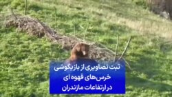 ثبت تصاویری از بازیگوشی خرس‌های قهوه‌ای در ارتفاعات مازندران