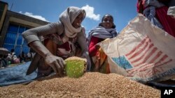 FILE - An Ethiopian woman scoops up portions of wheat to be allocated to each waiting family in the Tigray region of northern Ethiopia on May 8, 2021. The U.N. World Food Program is slowly resuming food aid to Ethiopia, the agency said on Aug. 9, 2023.