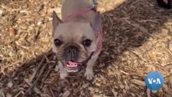 Most Popular Dog Breed in US? French Bulldog 