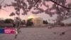 Washington bir kez daha Japon kiraz ağaçlarının çiçekleriyle bezendi
