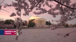 Washington bir kez daha Japon kiraz ağaçlarının çiçekleriyle bezendi
