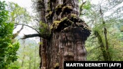 Detil pohon “Alerce Milenario” atau pohon “Kakek Buyut” yang sedang dalam proses pengukuhan sebagai pohon tertua di dunia, di Taman Nasional Alerce Costero, di Valdivia, Chili, 10 April 2023. (Foto: Martin Bernetti/AFP)