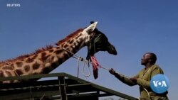 Kenyan Masai Giraffes Find New Abode
