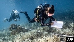 This underwater photo taken on June 14, 2024 shows Black Turtle Dive conservation teacher Sandra Rubio (R) and her student Nannalin "Fleur" Pornprasertsom (L) surveying bleached corals around Koh Tao island in the southern Thai province of Surat Thani. 