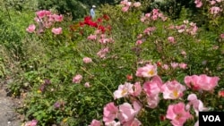 Flowers in bloom at the U.S. National Arboretum, Washington, June 1, 2023.