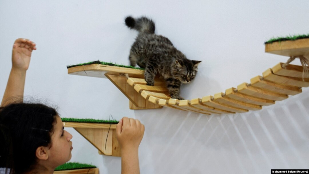 Seorang gadis Palestina bermain dengan seekor kucing di "MEOW Cat Cafe" di Kota Gaza, 20 Agustus 2023. (Foto: REUTERS/Mohammed Salem)