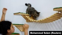 Seorang gadis Palestina bermain dengan seekor kucing di "MEOW Cat Cafe" di Kota Gaza, 20 Agustus 2023. (Foto: REUTERS/Mohammed Salem)