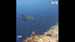 帕劳总统指控中国升高施压力道 分析：北京剑指台湾和美国