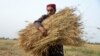 طالبان: سږکال افغانستان کې ۴،۳ میلیونه ټنه غنم تولید شوي